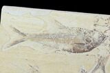 Bargain, Fossil Fish Plate (Diplomystus & Knightia) - Wyoming #100607-1